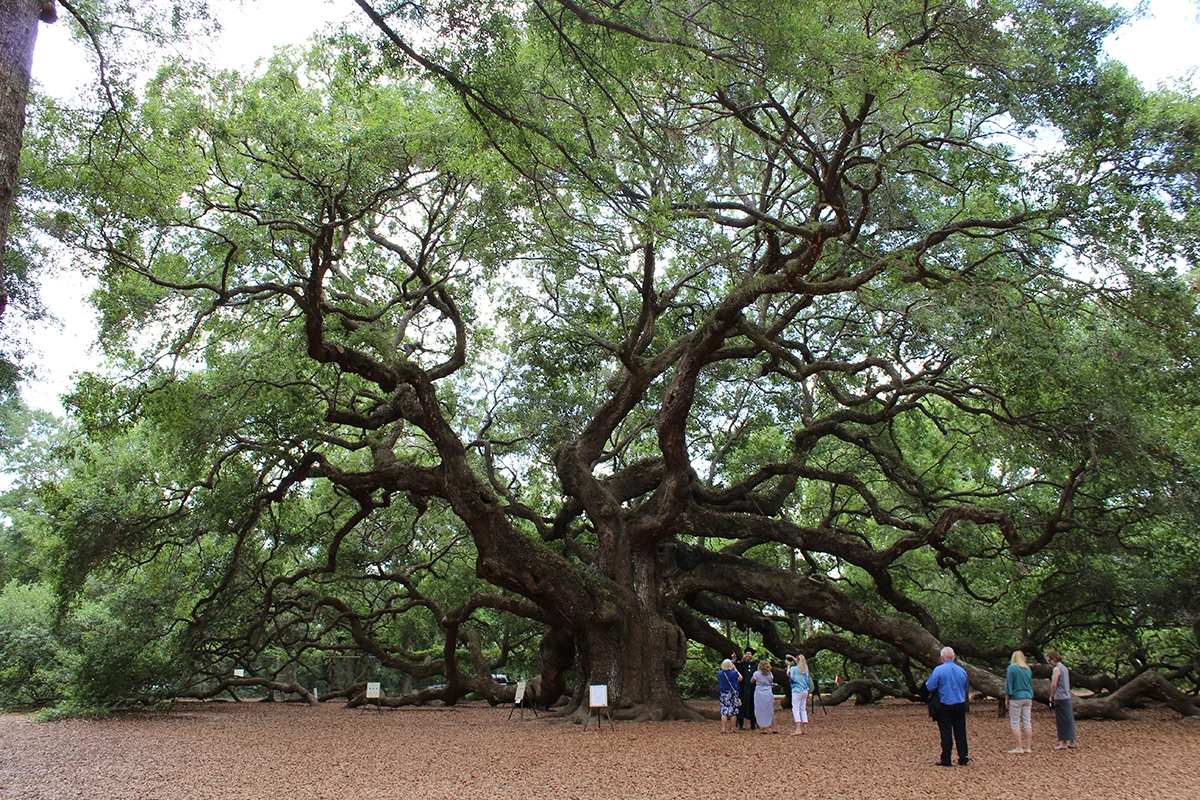 Large tree surrounded by tourists and visitors.